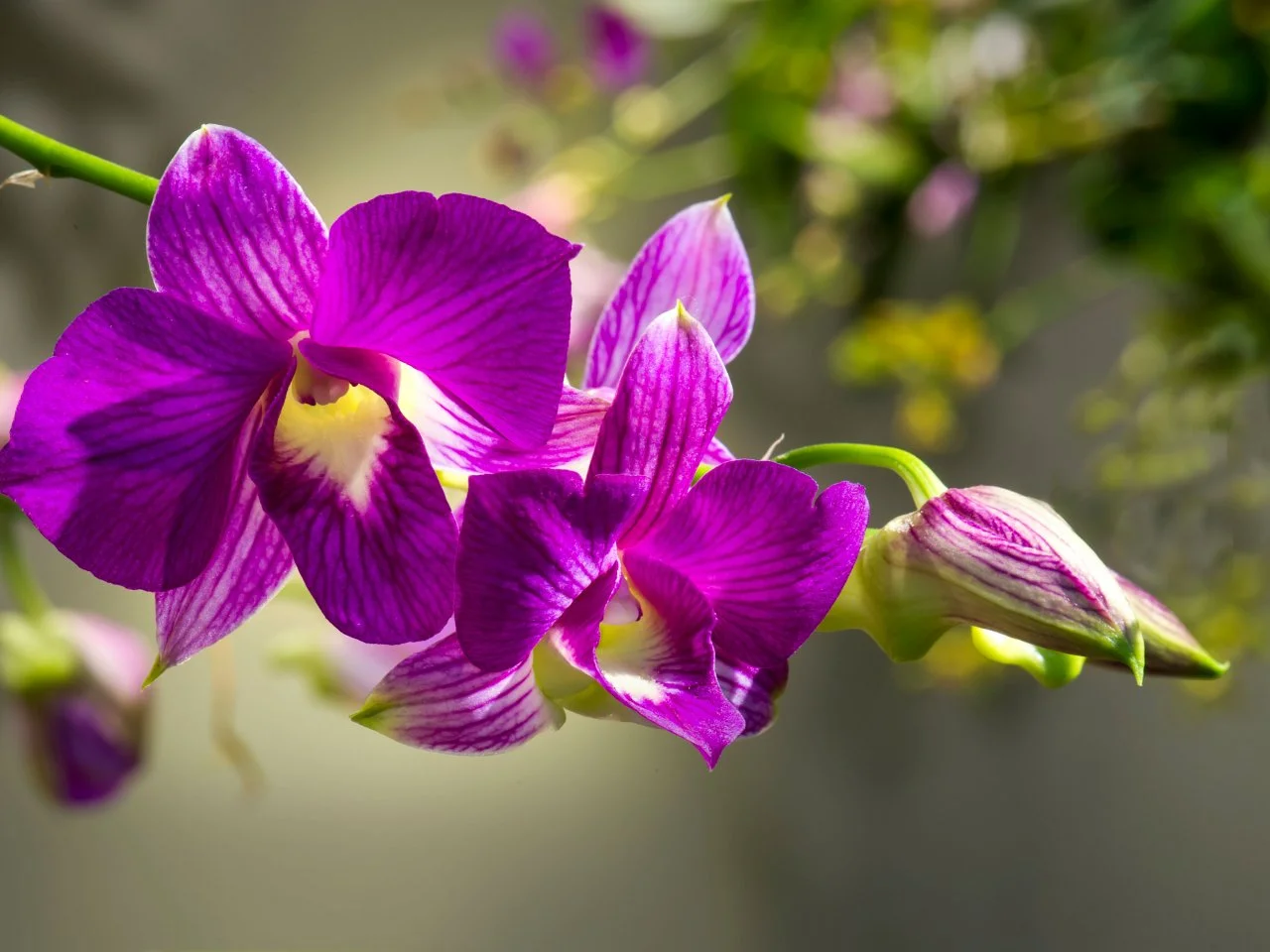 Purple orchid