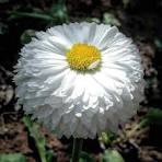 Super daisy