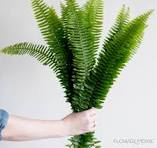 Ferns
