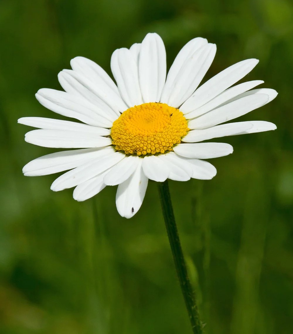 Oxeye daisy
