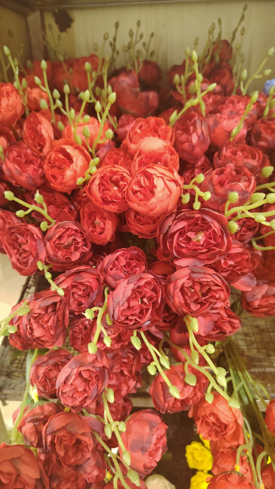peony large