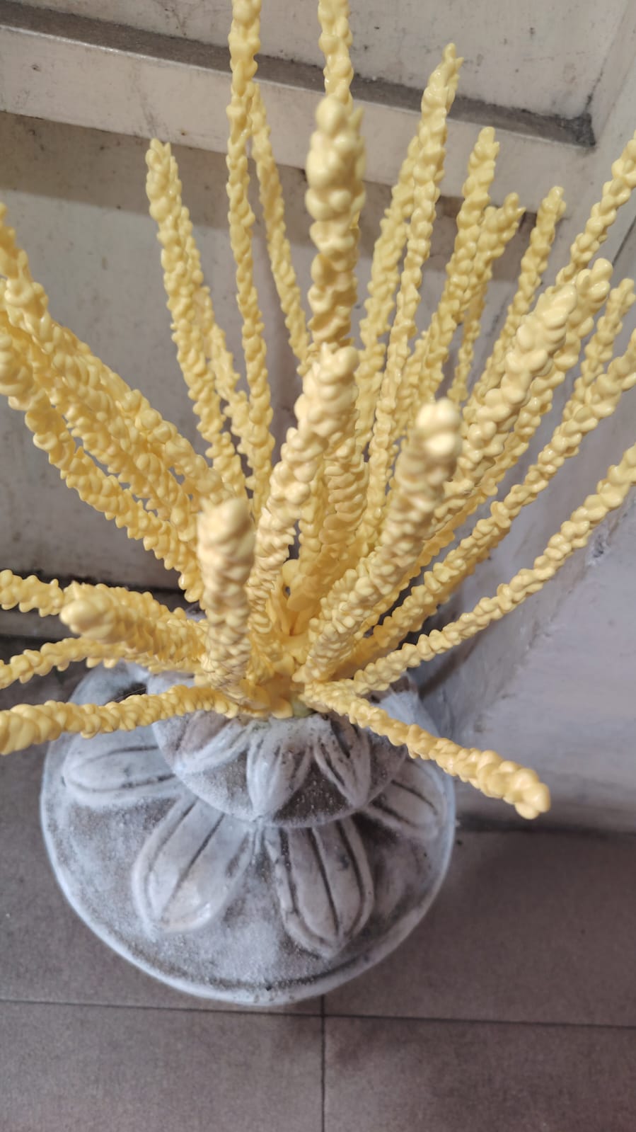 coconut flower